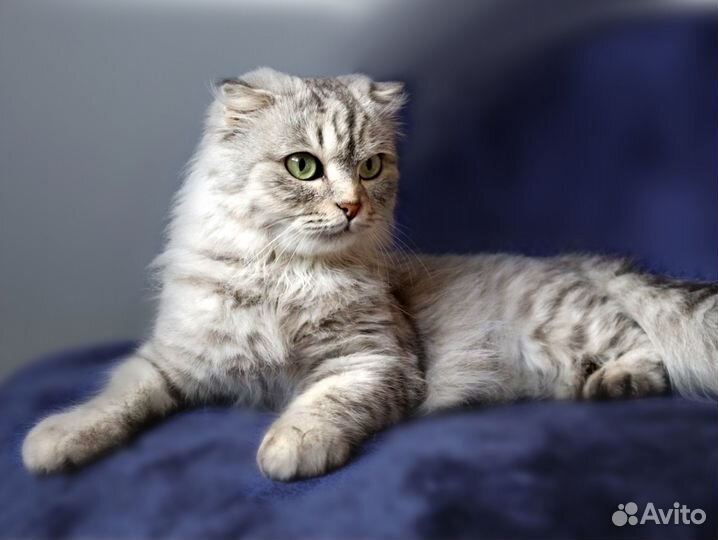 Зеленоглазая красавица