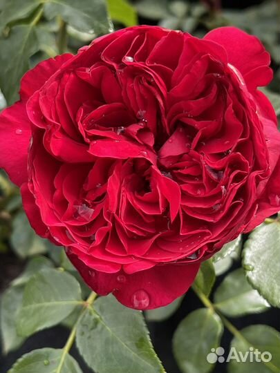 Саженцы розы Эрик Таберли