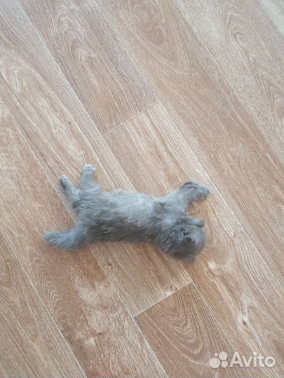 Котята Бриташки