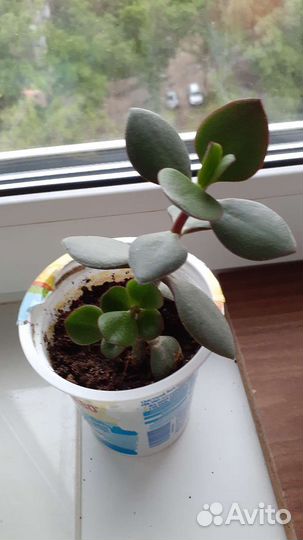 Комнатные растения