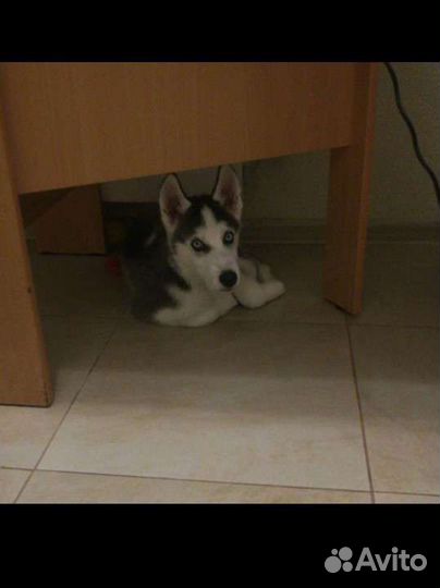 Щенки сибирской хаски мальчик
