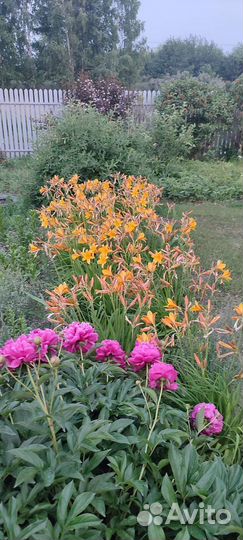 Цветы многлетние