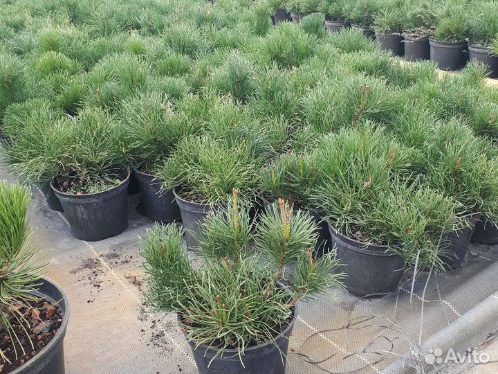 Сосна горная