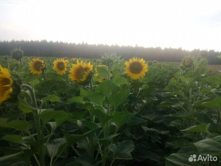 Мёд пчелиный натуральный