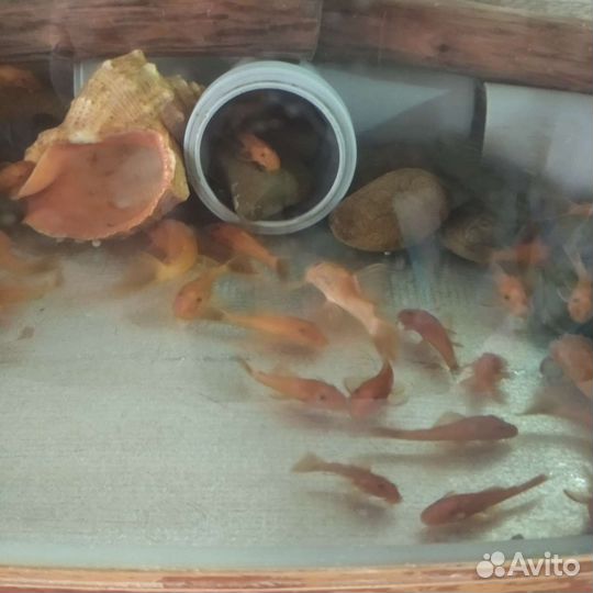 Продаю сомиков анциструс супер Ред