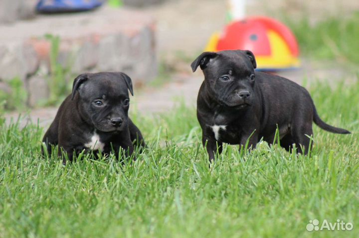 Щенки стаффордширского бультерьера