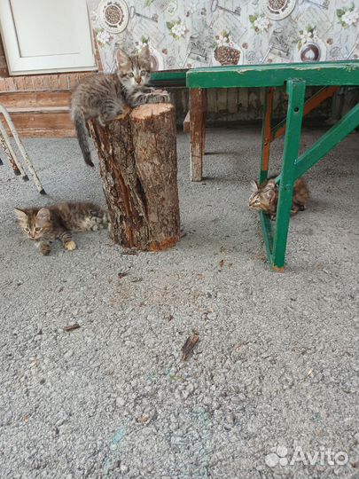 Отдам котят в добрые руки