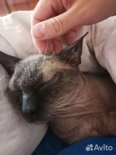 Кот бесплатно