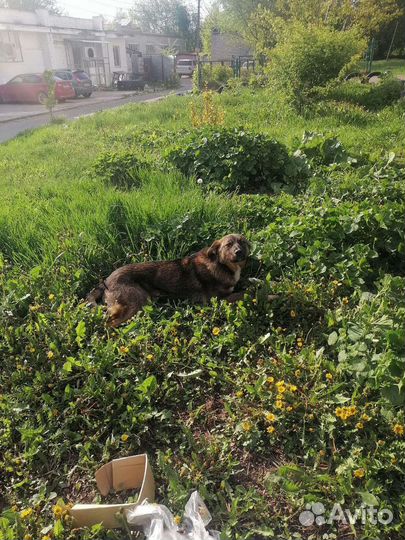 Отдам бесплатно