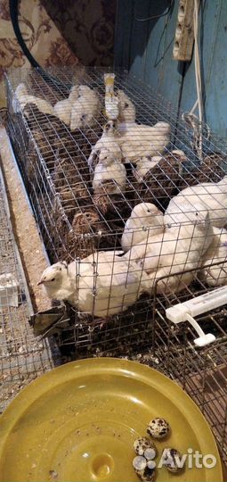 Перепела, перепелята, птица сельхоз назначения