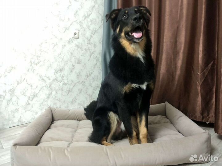 Лежанка для собак