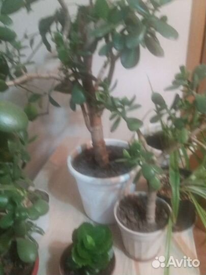 Комнатные растения