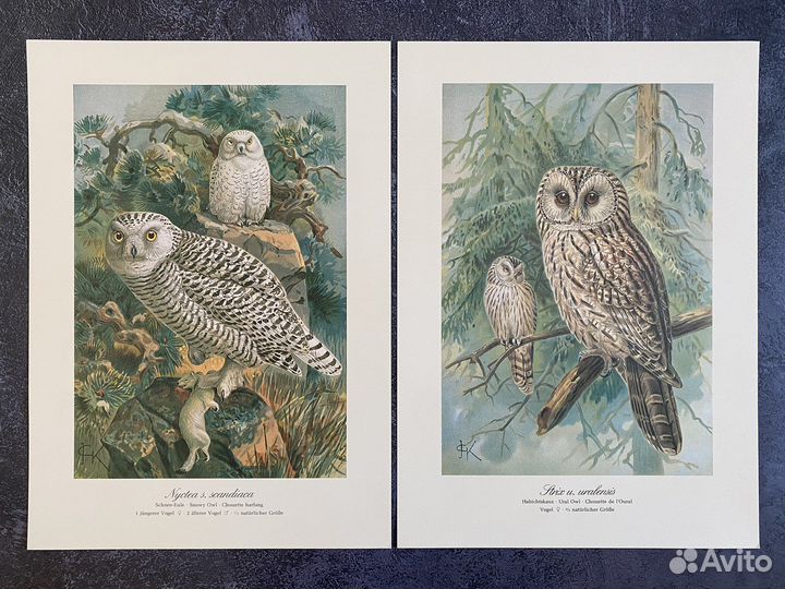 Литография хищные птицы, Германия