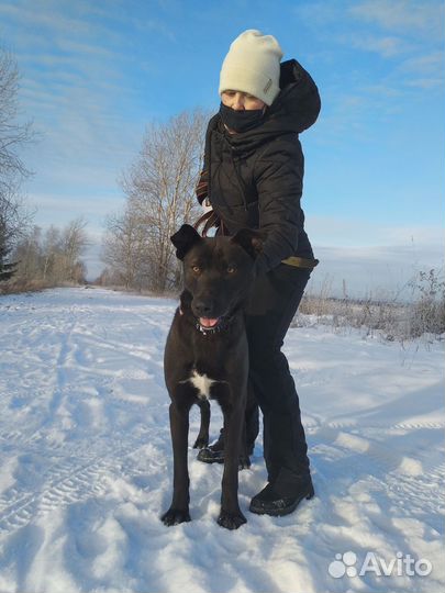 Бруно ищет дом