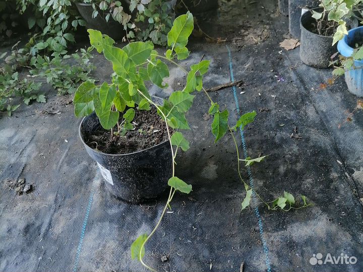 Горец бальджуанский