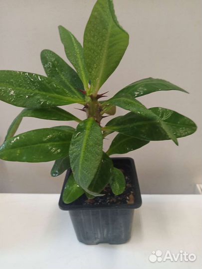 Пахистахис, Молочай Миля