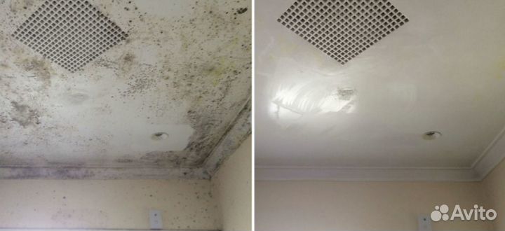 Удаление, обработка плесени грибка. После умерших