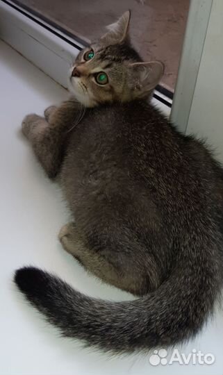 Шикарные,породные котята