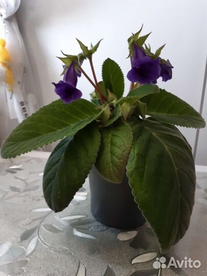 Глоксиния цветущая