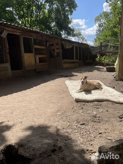 Собаки бесплатно в добрые руки щенки