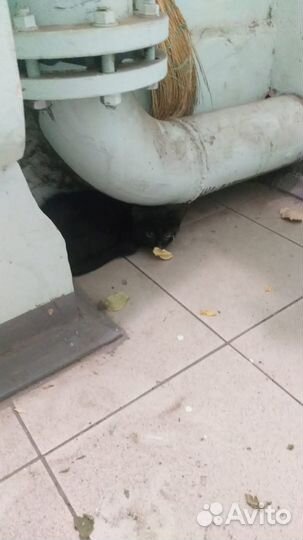 Кошечка-черничка