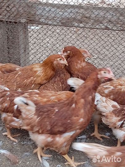 Куры молодки