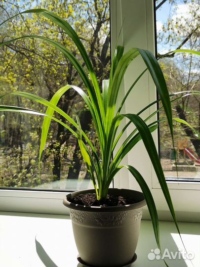 Пальма панданус