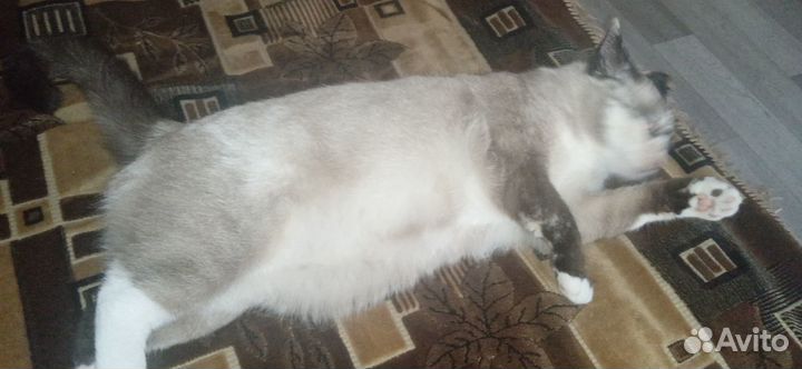 Кошки бесплатно