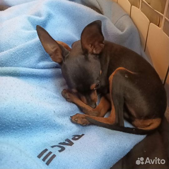 Пражский крысарик-миник