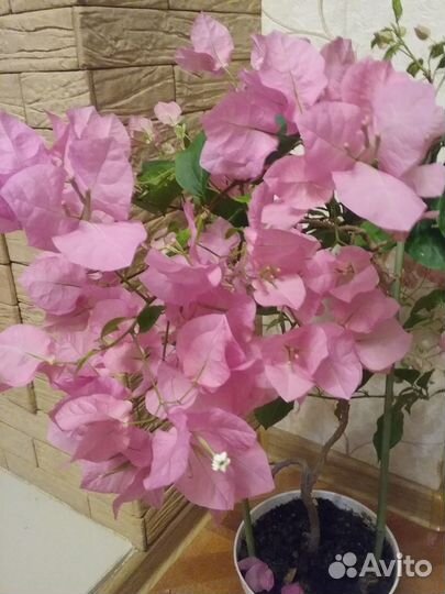 Бугенвиллия