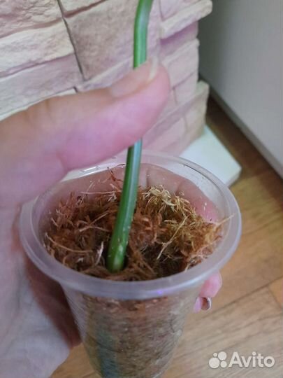 Монстера Тайское созвездие