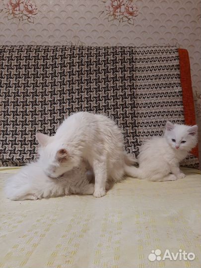 Котята отдам в добрые руки бесплатно