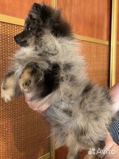 Подрощенный щенок шпица очень редкого окраса