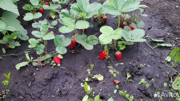 Кабрило сорт клубники