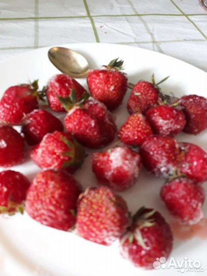 Рассада клубники