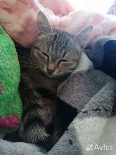 Кошечка в добрые руки