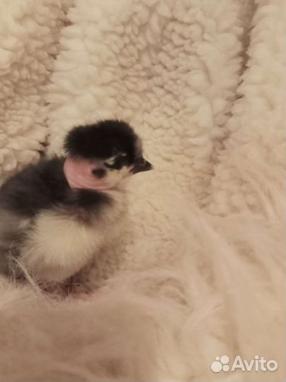 Птичка разная