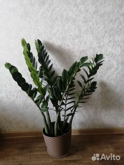 Замиокулькас