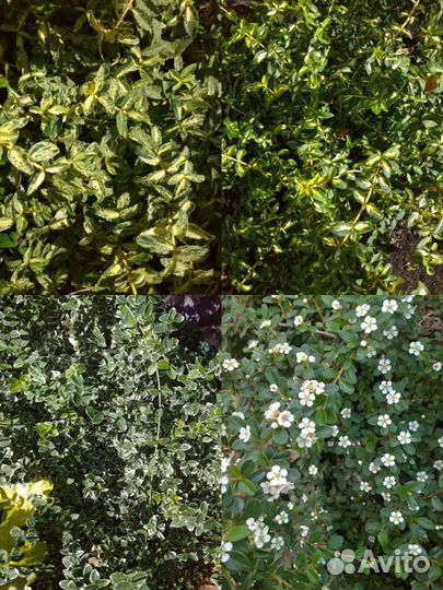 Кустарники, хвойники