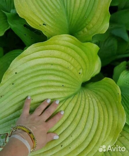 Хоста Sum and Substance (Сам Энд Сабстенс)