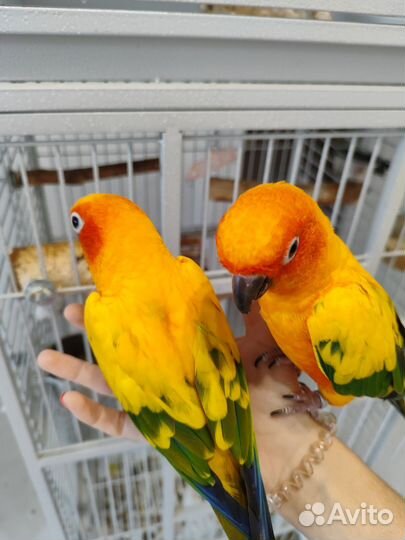 Попугай аратинга (пара)
