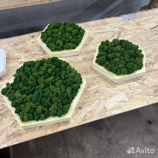 Панно из мха