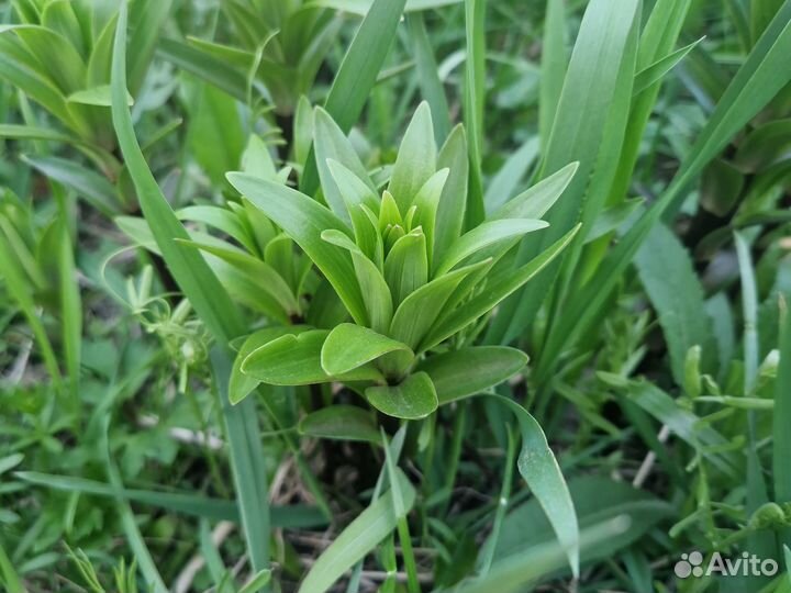 Многолетние садовые цветы