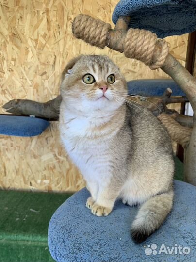 Шотландский кот на вязку