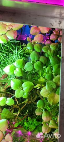 Аквариумные растения прополка