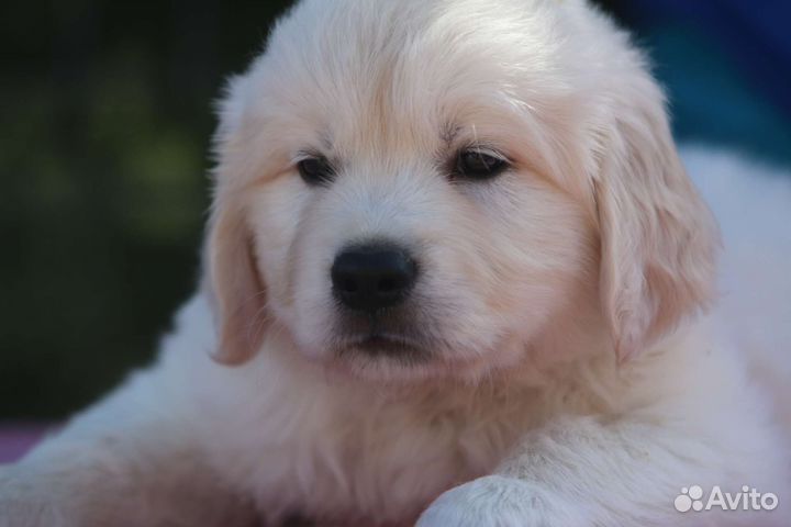 Щенки золотистого (голден) ретривера