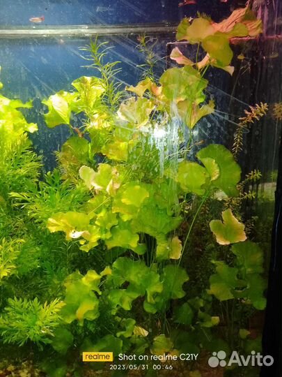 Украшения для аквариума