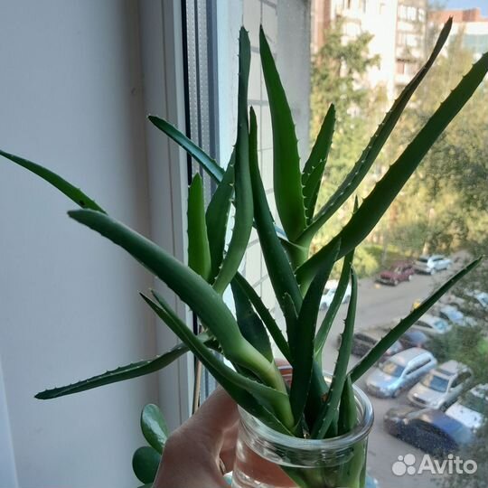 Алоэ комнатное растение рассада и готовые горшки