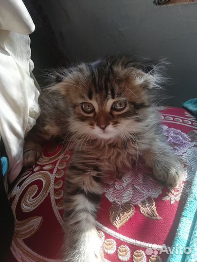 Котята
