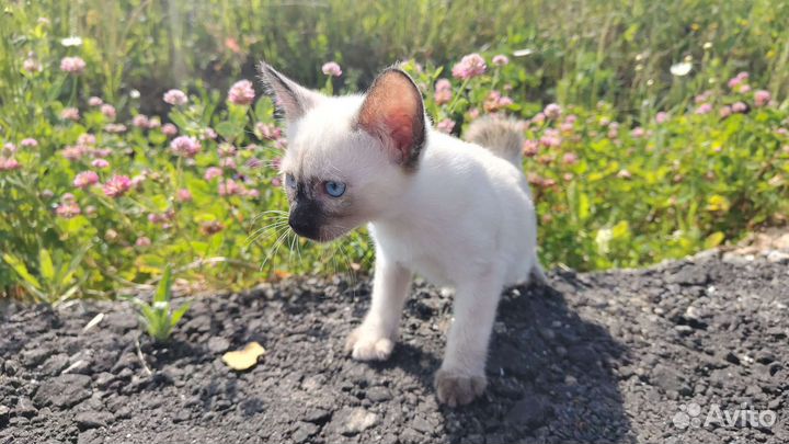 Котята меконгского бобтейла